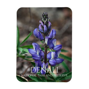 Íman Ártico de Lupine, Parque Nacional de Denali, Alasc