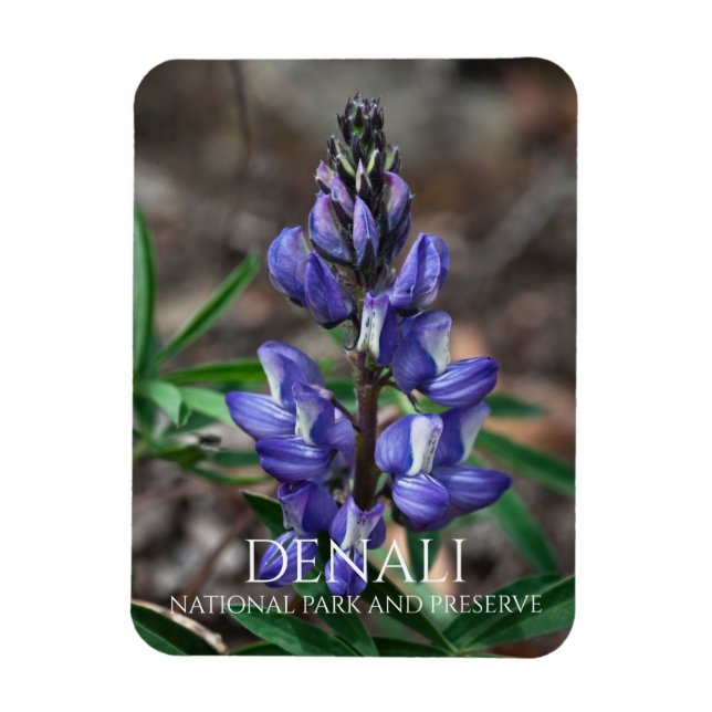 Íman Ártico de Lupine, Parque Nacional de Denali, Alasc (Vertical)