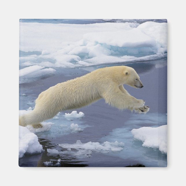 Íman Ártico, Svalbard, Urso Polar estendendo (Frente)