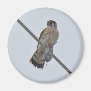Íman Artigos americanos do Kestrel (sparverius de