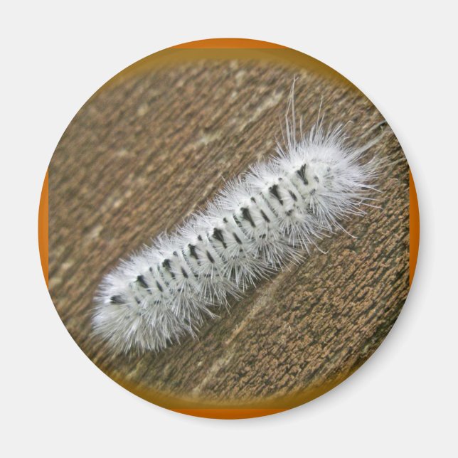 Íman Artigos de Hickory Tussock Moth (Lophocampa caryae (Frente)