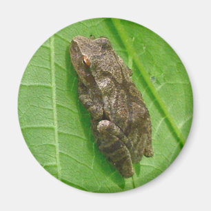 Íman Artigos de Treefrog do Peeper de primavera