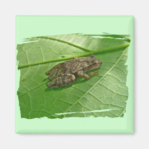 Íman Artigos de Treefrog do Peeper de primavera