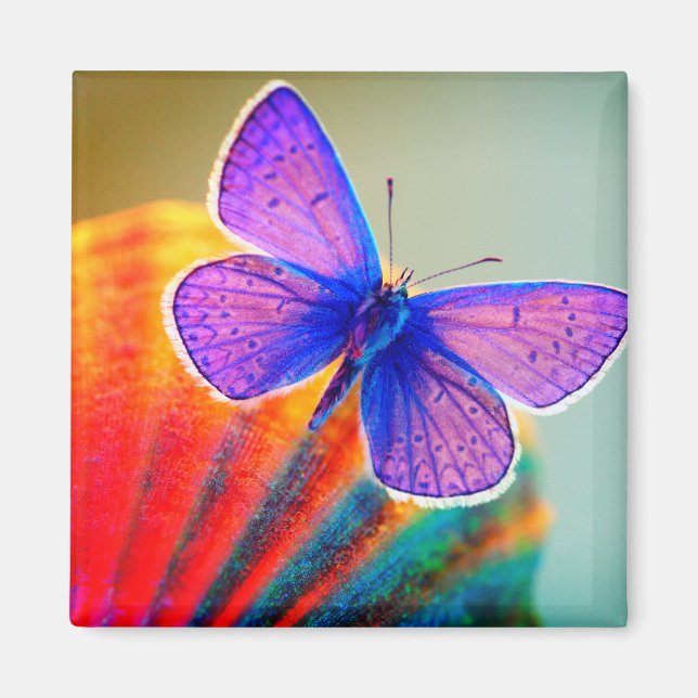 Íman Artsy Butterfly Magnet (Frente)