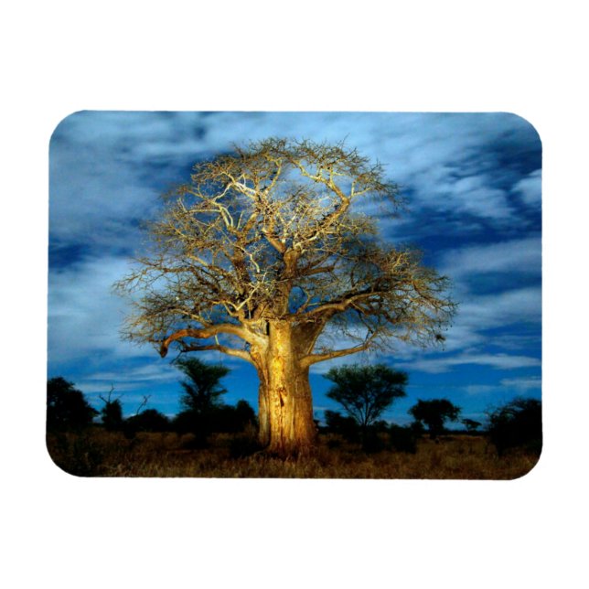 Íman Árvore Baobá (Adansonia) Iluminada pela Lua (Horizontal)