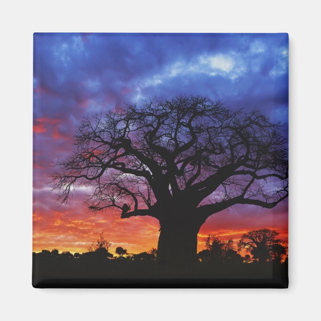 Íman Árvore baobá africana, Adansonia digitata, 2 (Frente)