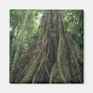 Íman Árvore com contrafortes na floresta tropical, Corc