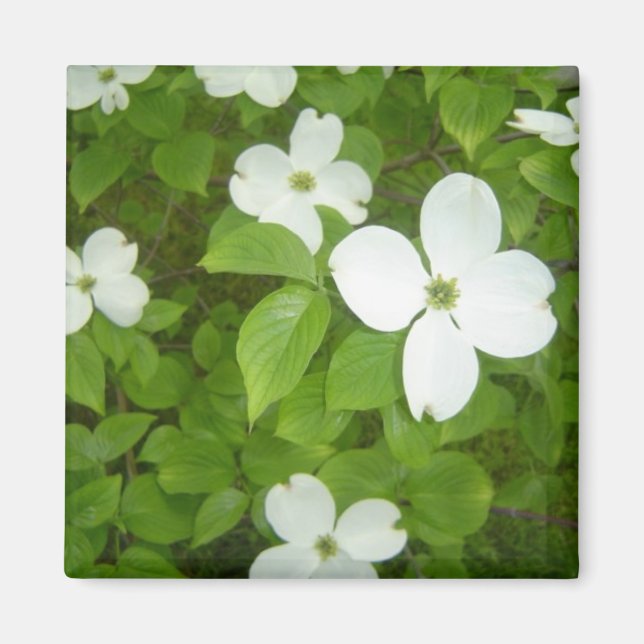 Íman Árvore Cornus florida (Frente)