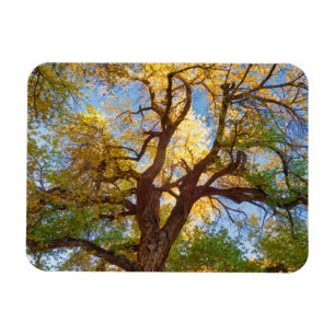 Íman Árvore Cottonwood Parque Nacional Capitol Reef,