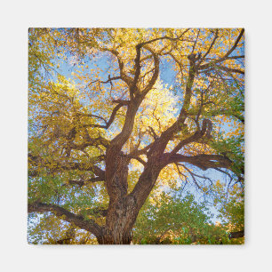 Íman Árvore Cottonwood Parque Nacional Capitol Reef,