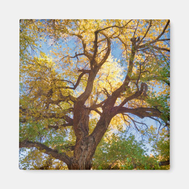 Íman Árvore Cottonwood | Parque Nacional Capitol Reef,  (Frente)