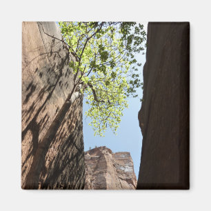 Íman Árvore crescendo entre Rochas no Parque Nacional d