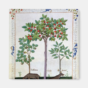 Íman Árvore da avelã Bush e de cereja