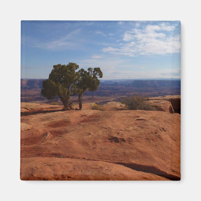 Íman Árvore das Rochas Vermelhas no Parque Nacional de  (Frente)