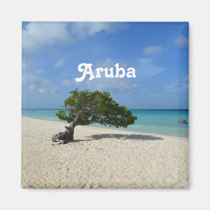 Íman Árvore de Aruba Divi Divi