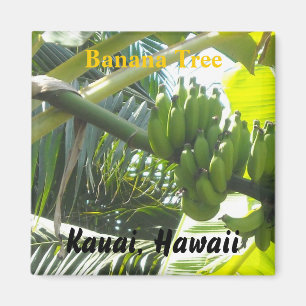Íman Árvore de Banana, Kauai, Havaí