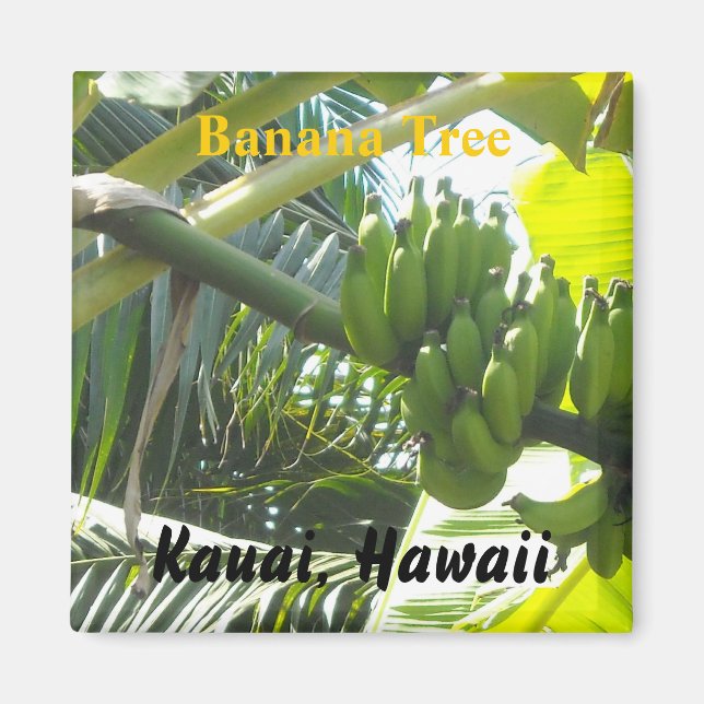 Íman Árvore de Banana, Kauai, Havaí (Frente)