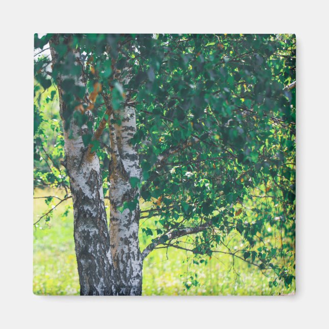 Íman Árvore de Birch da Paisagem Natural (Frente)