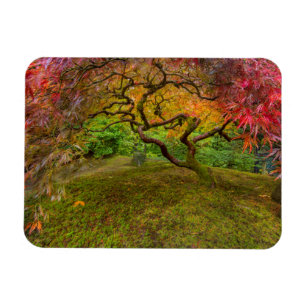 Íman Árvore de bordo japonês em cor de outono