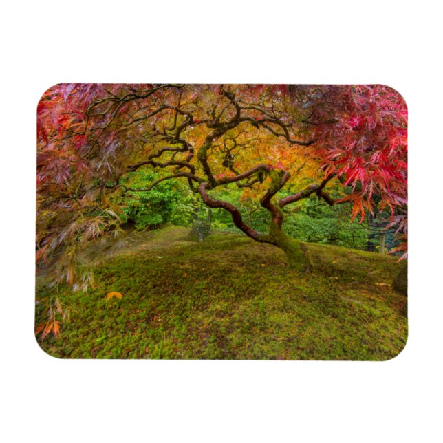 Íman Árvore de bordo japonês em cor de outono (Horizontal)