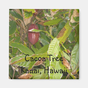 Íman Árvore de Cacoa no Havaí