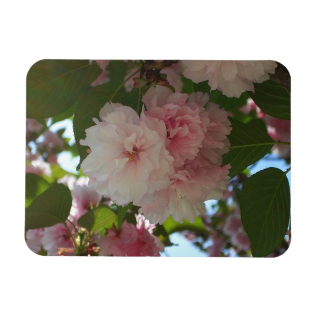 Íman Árvore de cereja I Primavera Floral com duas flore (Horizontal)