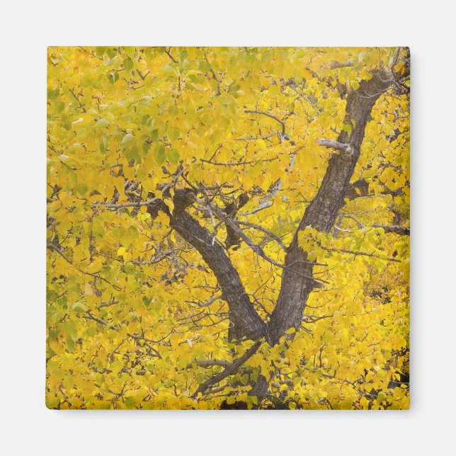 Íman Árvore de Cottonwood em cores de outono máximas em (Frente)