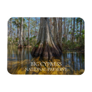 Íman Árvore de Cypress Cálida em Swamp, Grande Preser