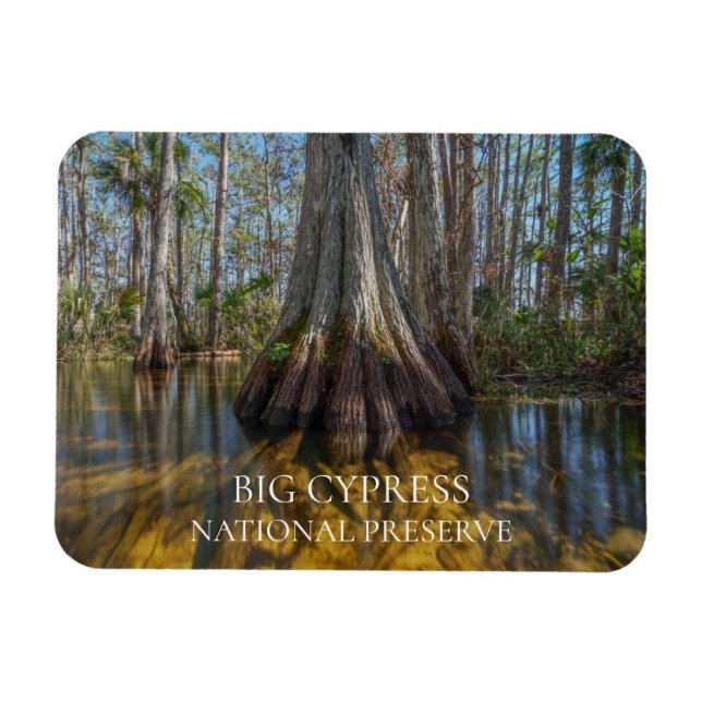 Íman Árvore de Cypress Cálida em Swamp, Grande Preserva (Horizontal)