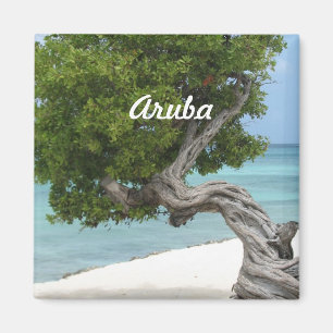 Íman Árvore de Divi Divi em Aruba