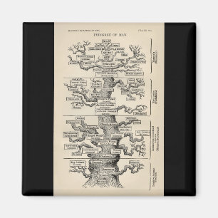 Íman Árvore de Ernst Haeckel a "de vida "