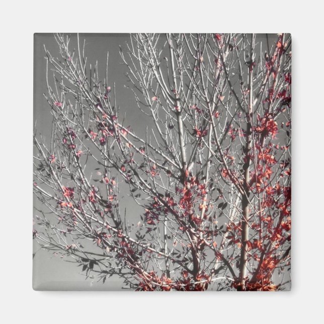 Íman Árvore de esperança (Frente)