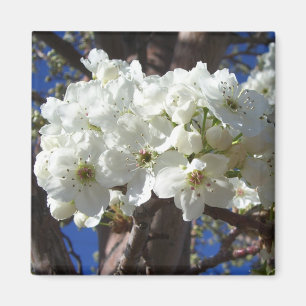 Íman Árvore de florescência do primavera das flores I