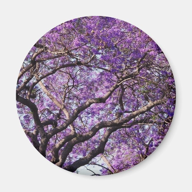 Íman Árvore de Jacaranda em flores de primavera (Frente)