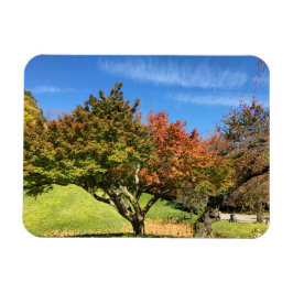 Íman Árvore de Mapeamento Colorida no outono