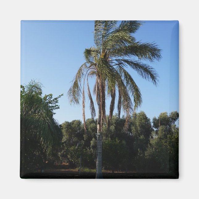 Íman Árvore de Palma Balançando sob um Céu Limpo (Frente)