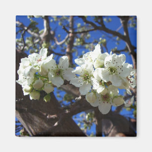 Íman Árvore de pera de Primavera de Flor em Clusters B