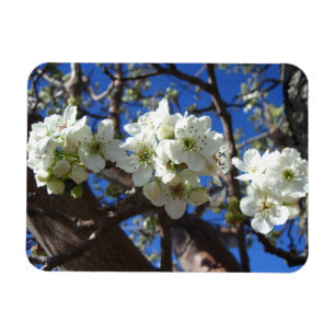 Íman Árvore de pera de Primavera de Flor em Clusters B