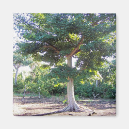 Íman Árvore de Sabedoria-ímã