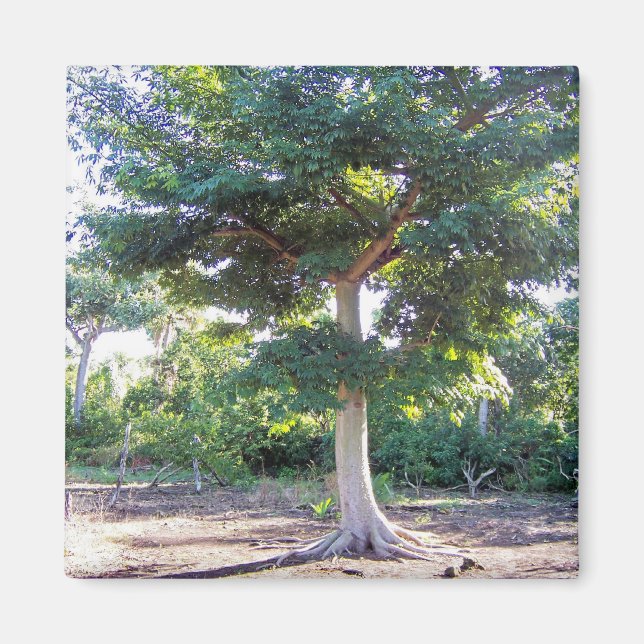 Íman Árvore de Sabedoria-ímã (Frente)