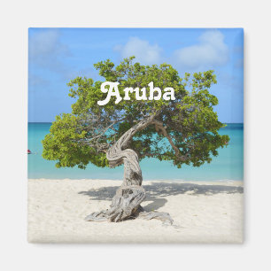 Íman Árvore de solo de Divi Divi em Aruba
