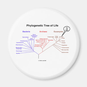 Íman Árvore de vida filogenética - você está aqui (