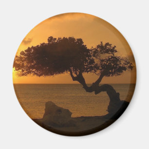 Íman Árvore Divi Divi Aruba Sunset