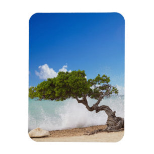 Íman Árvore Divi Divi, Praia Eagle, Aruba, Caribe