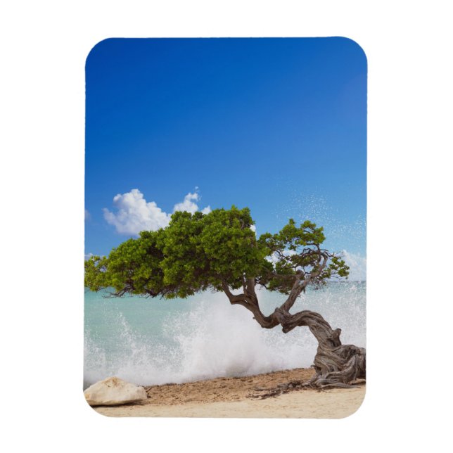 Íman Árvore Divi Divi, Praia Eagle, Aruba, Caribe (Vertical)