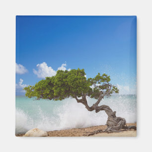 Íman Árvore Divi Divi, Praia Eagle, Aruba, Caribe