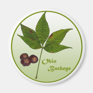 Íman Árvore do Buckeye de Ohio