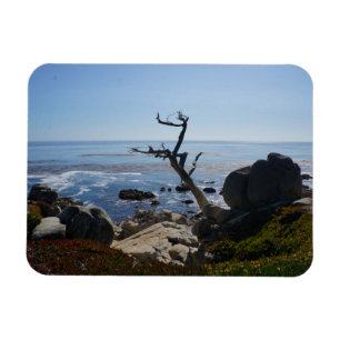 Íman Árvore do fantasma - ímã cénico da foto da