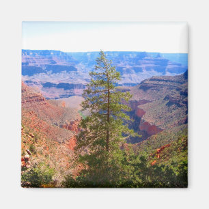 Íman árvore do Grand Canyon