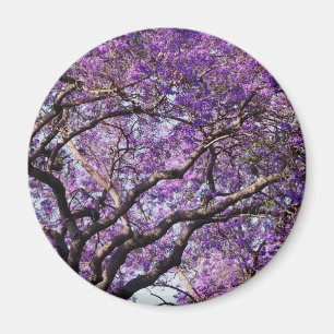 Íman Árvore do Jacaranda em flores da flor do primaver
